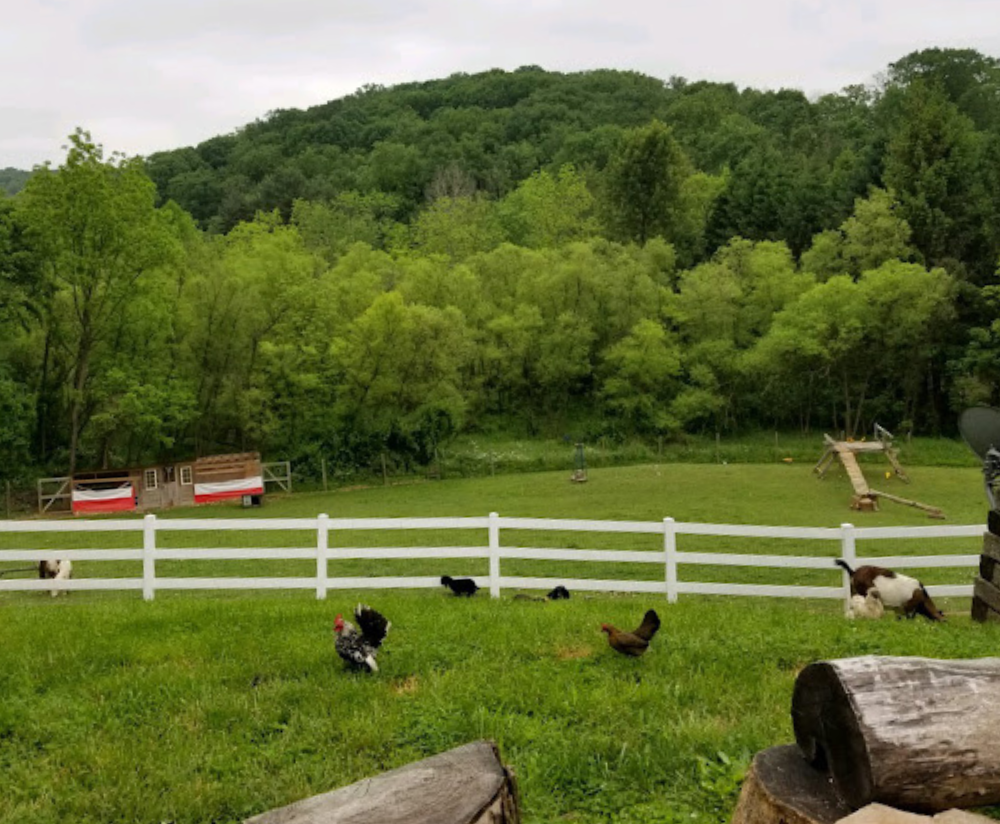 Chickens and goats by white vinyl livestock fence